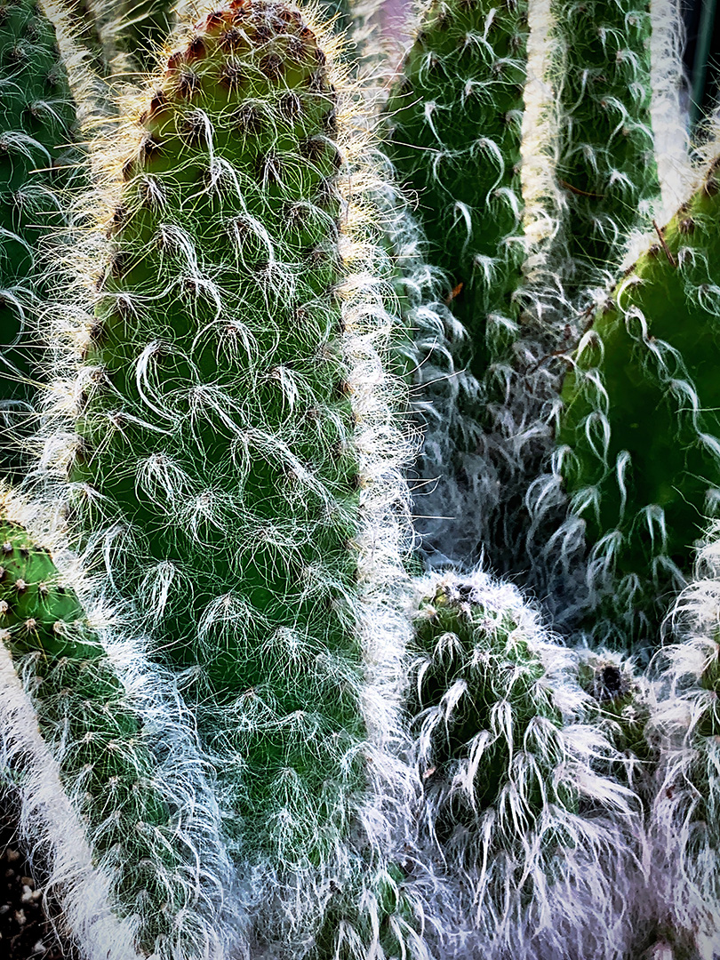 Cactus Fur